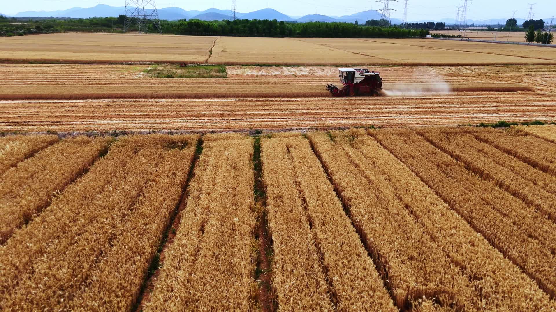 小麦收割机抢收小麦视频的预览图