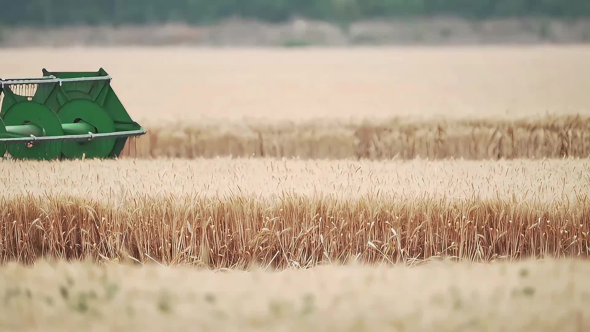 收割机割麦子小麦丰收农业收割视频的预览图