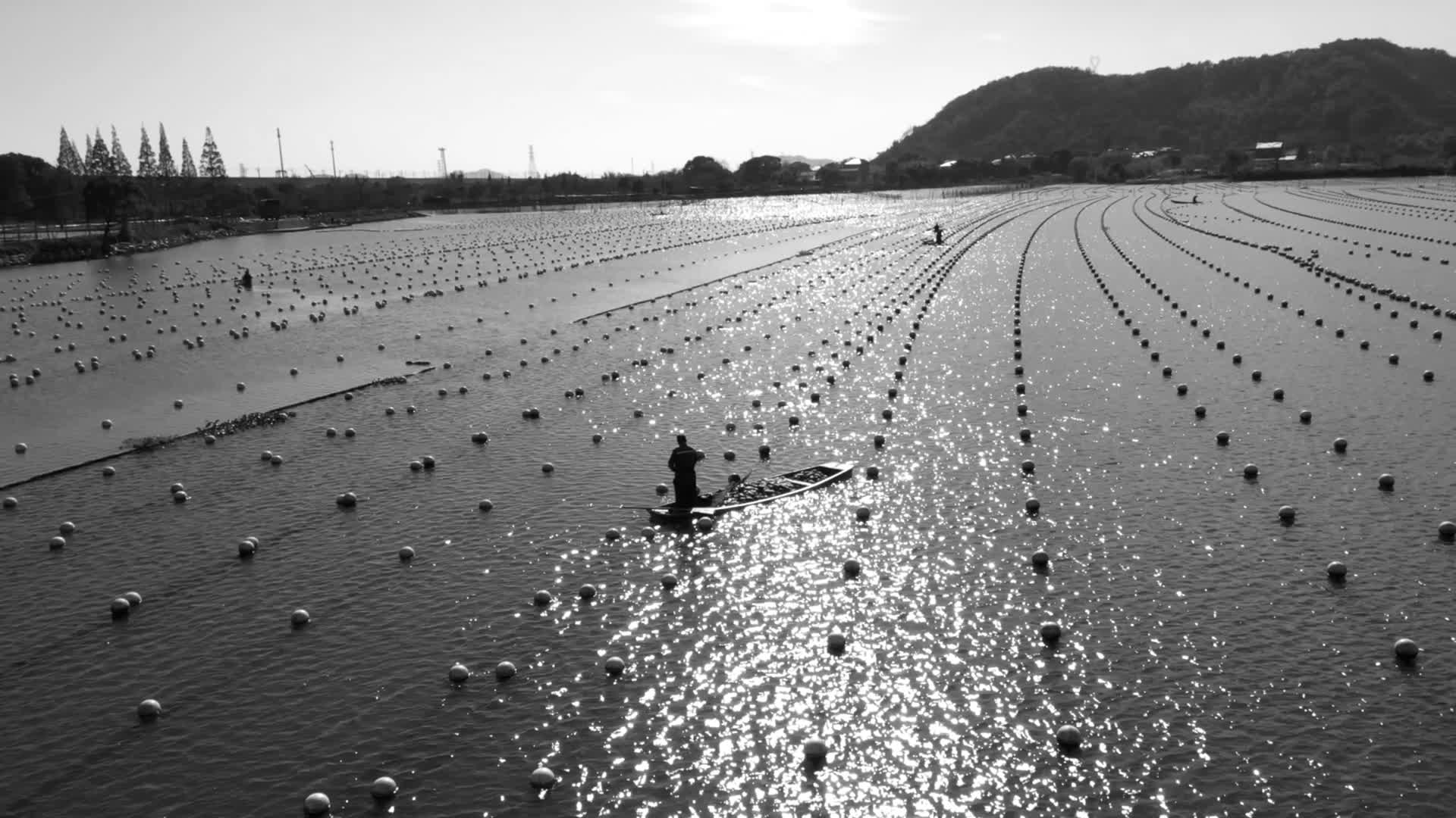 历史照片夕阳下水上养殖珍珠的渔民波光粼粼视频的预览图