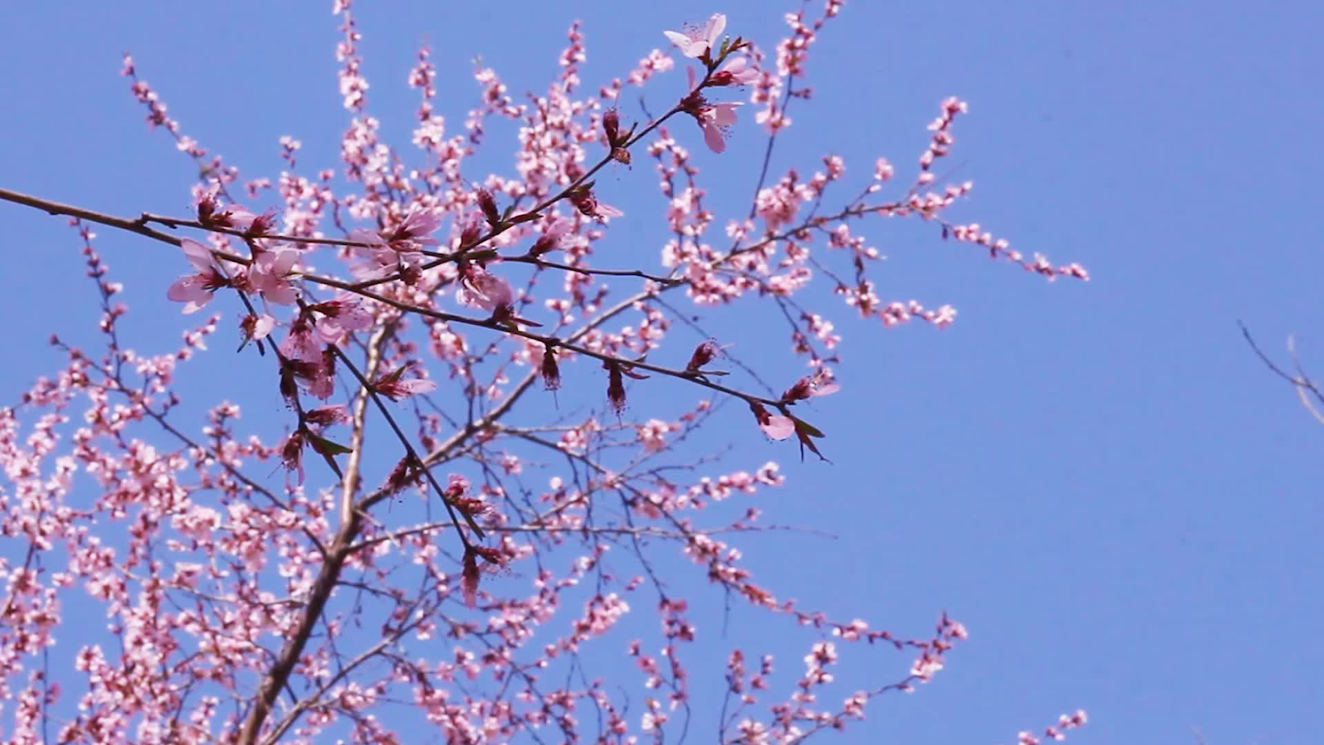 桃花朵朵开视频的预览图
