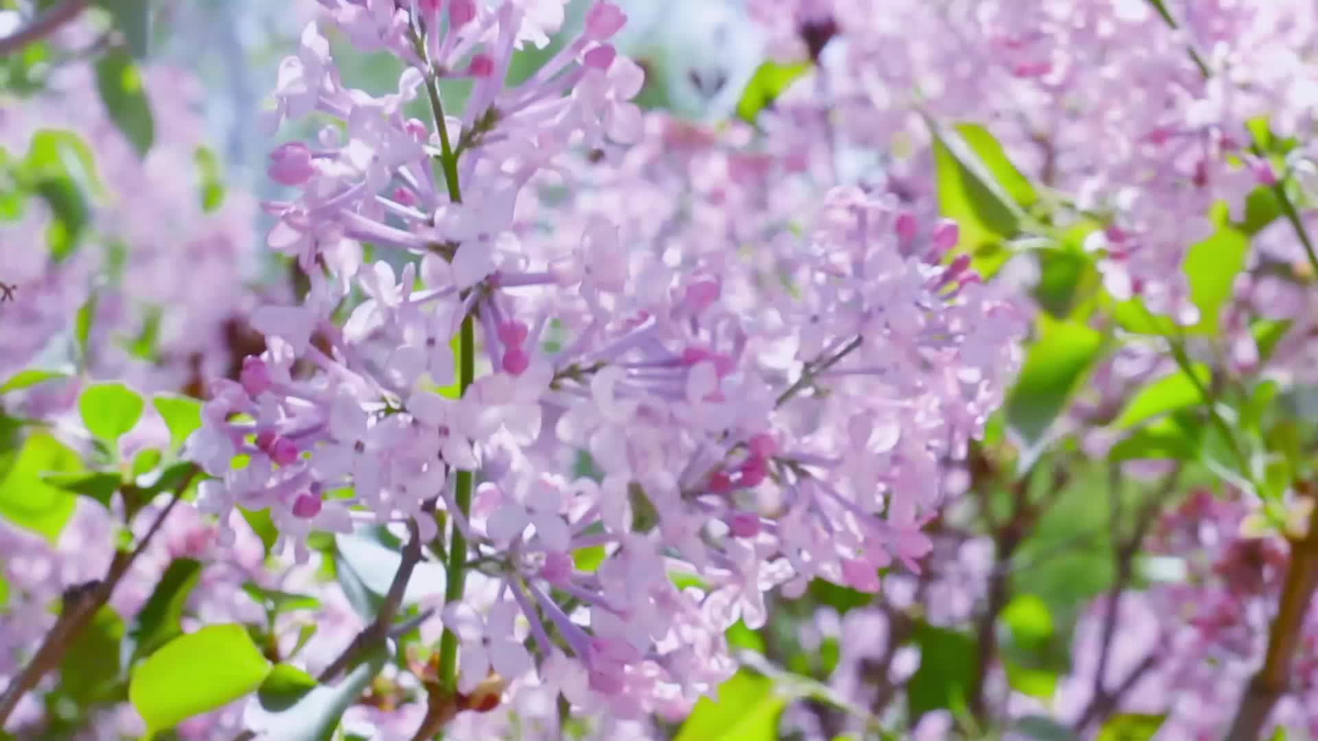 春日的紫色丁香视频的预览图