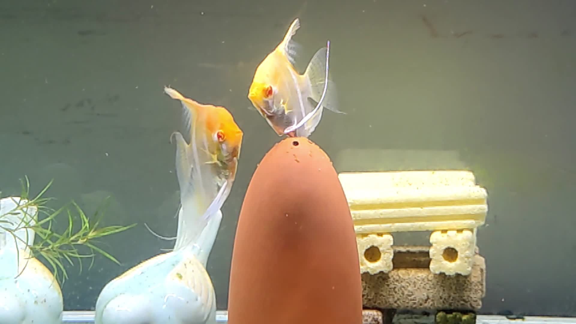 观赏鱼产卵高清实拍视频的预览图