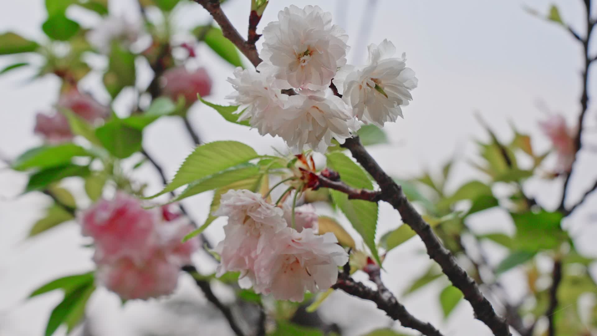 春天里盛开正好的粉白色樱花特写近景樱花视频的预览图
