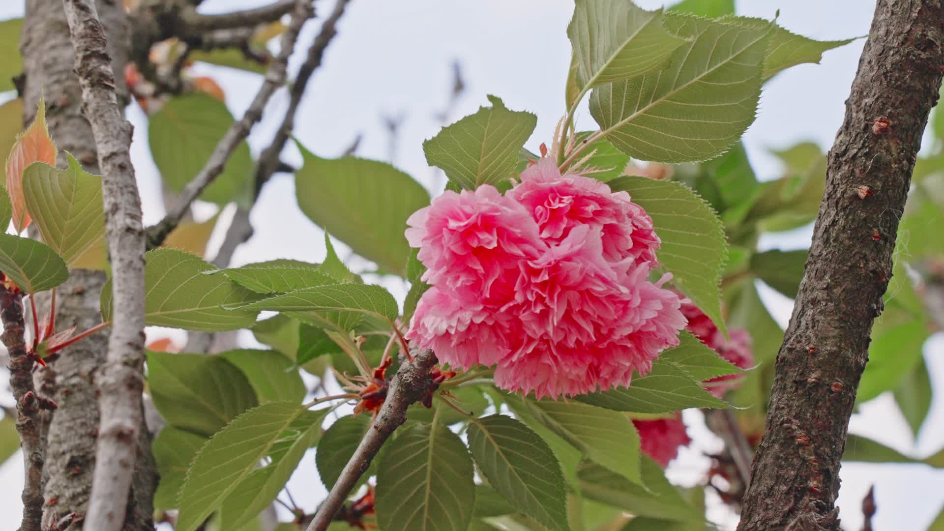 盛开正好的粉红色樱花棕红色树叶特写近景视频的预览图