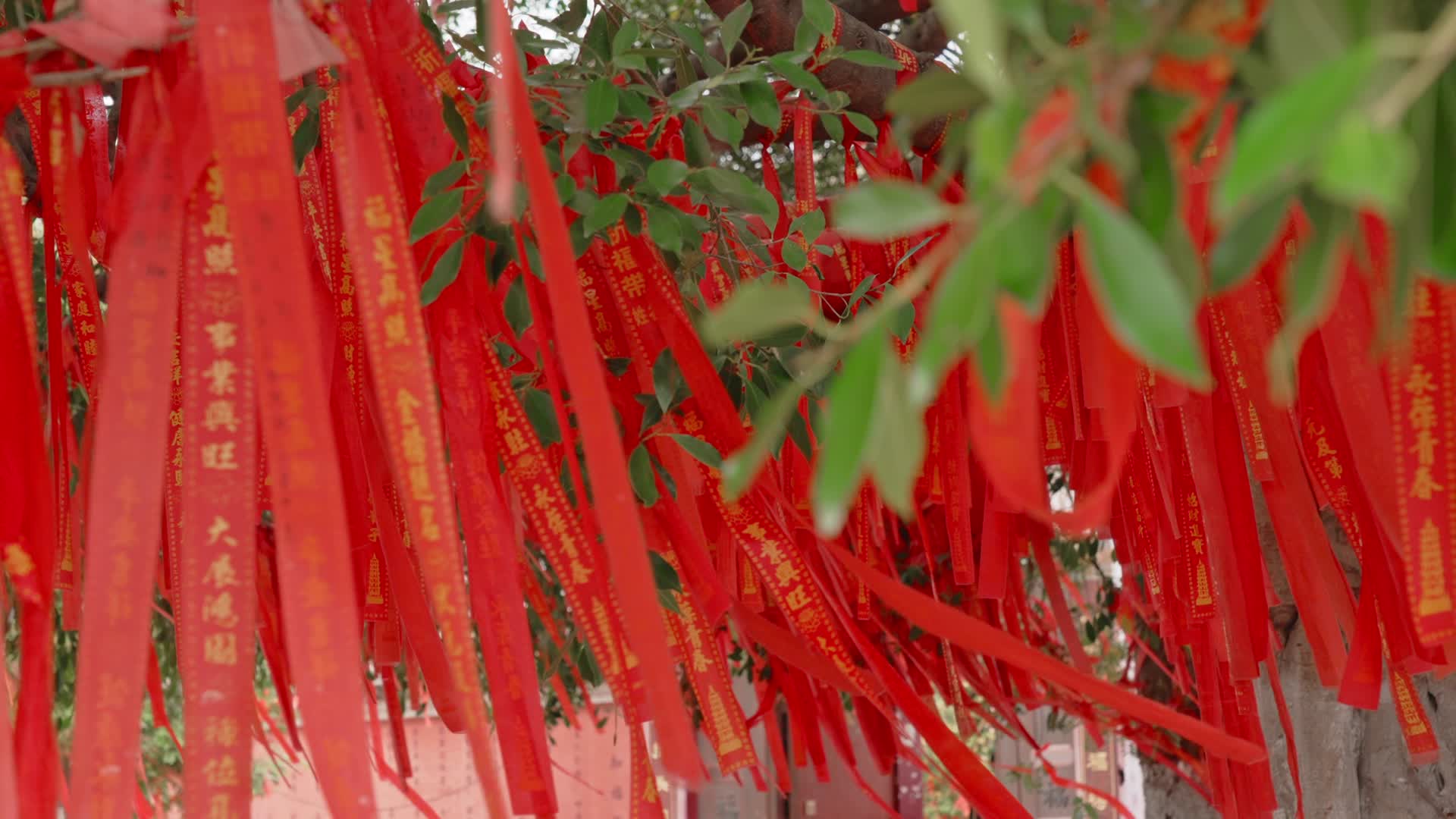 寺庙佛寺院子里挂在树上随风红色祈福带特写视频的预览图