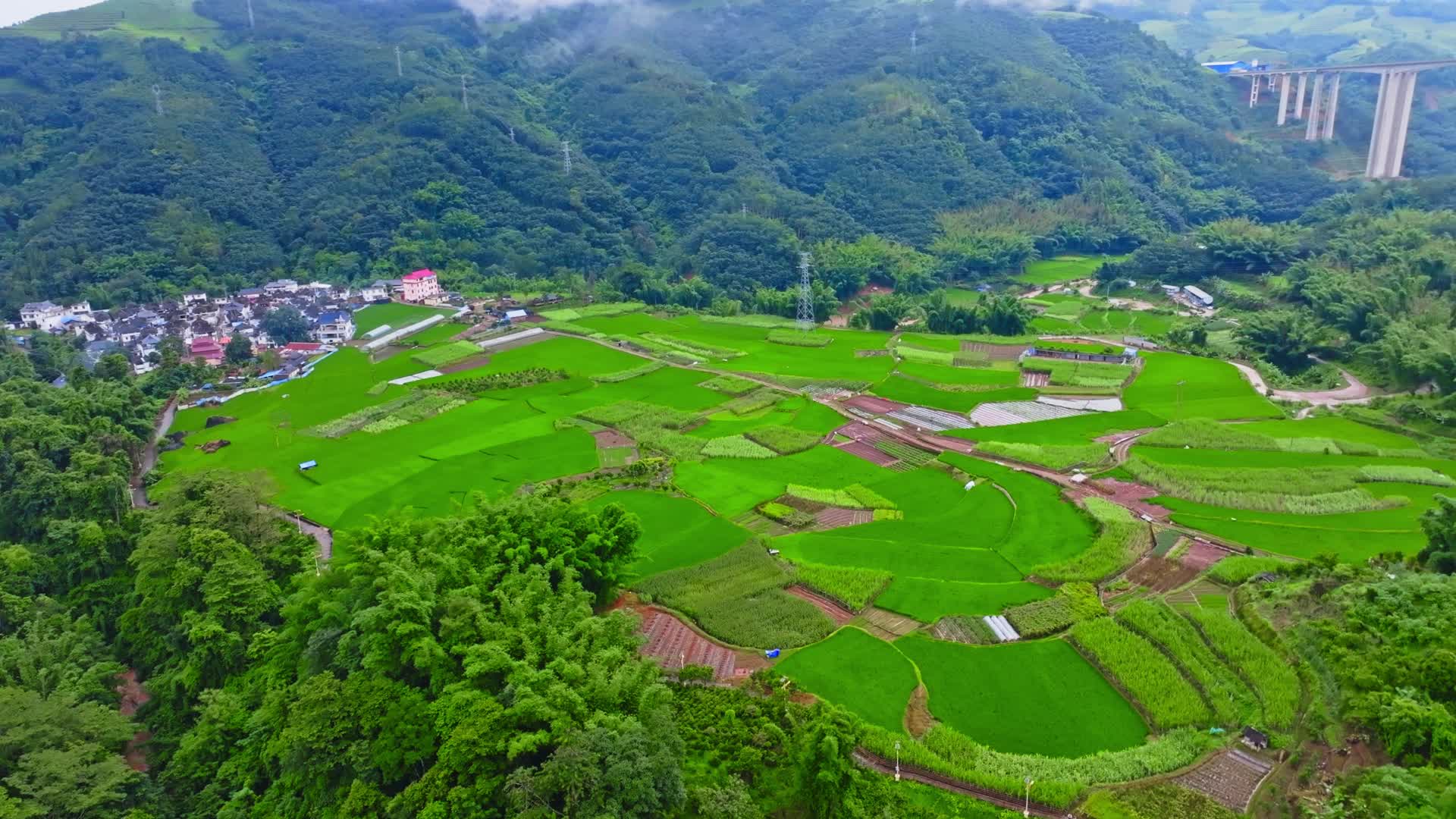 云南普洱西盟里坎村夏季绿色水稻田稻苗航拍视频的预览图