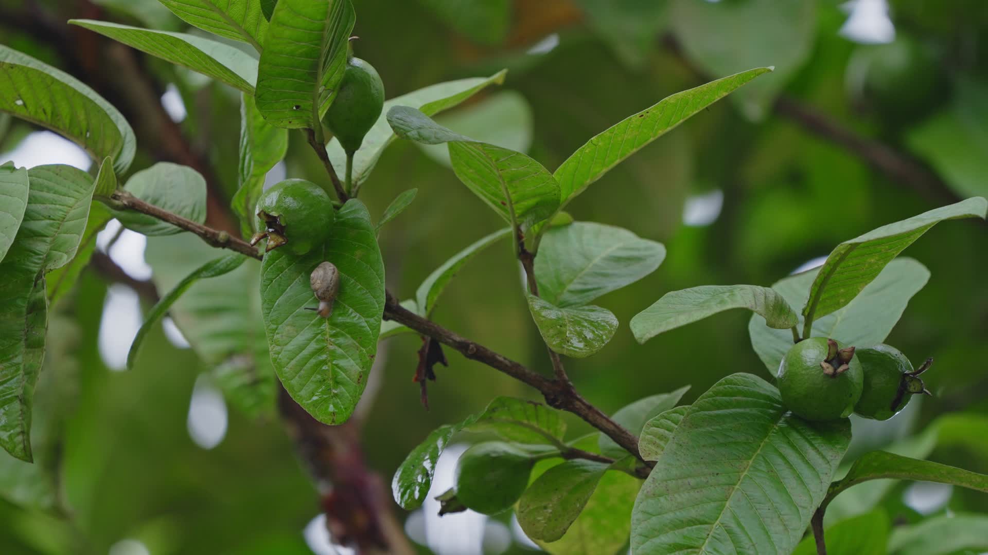 夏季雨后的番石榴树挂满绿色果子番石榴果实视频的预览图