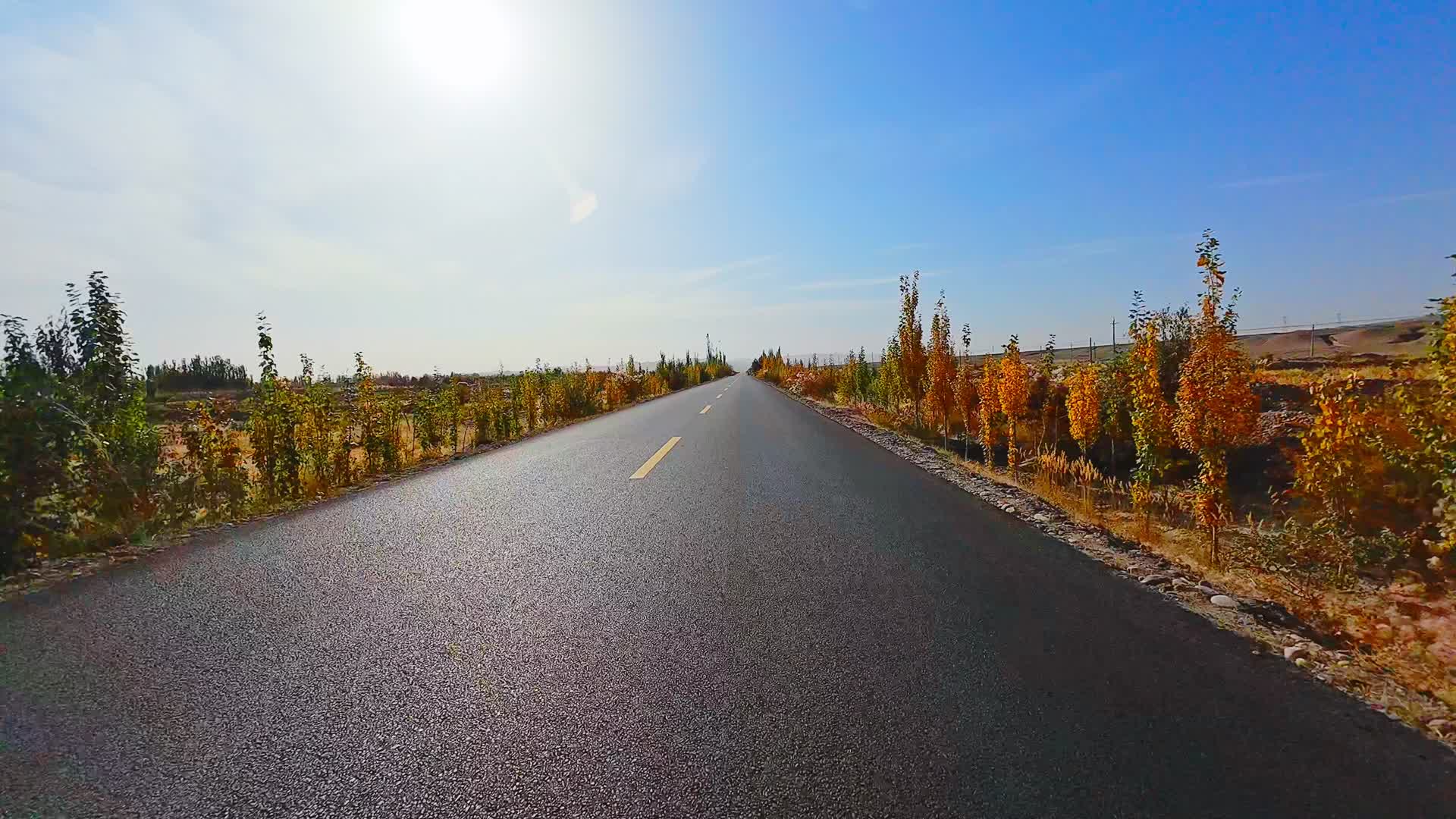 新疆西藏公路阳光下秋天金黄色的胡杨白杨树视频的预览图