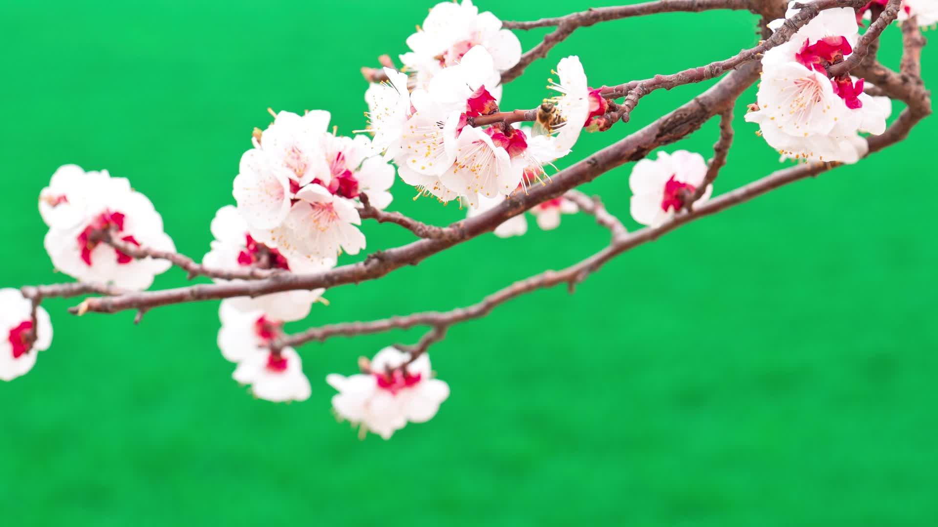 又是一年杏花开4K视频的预览图