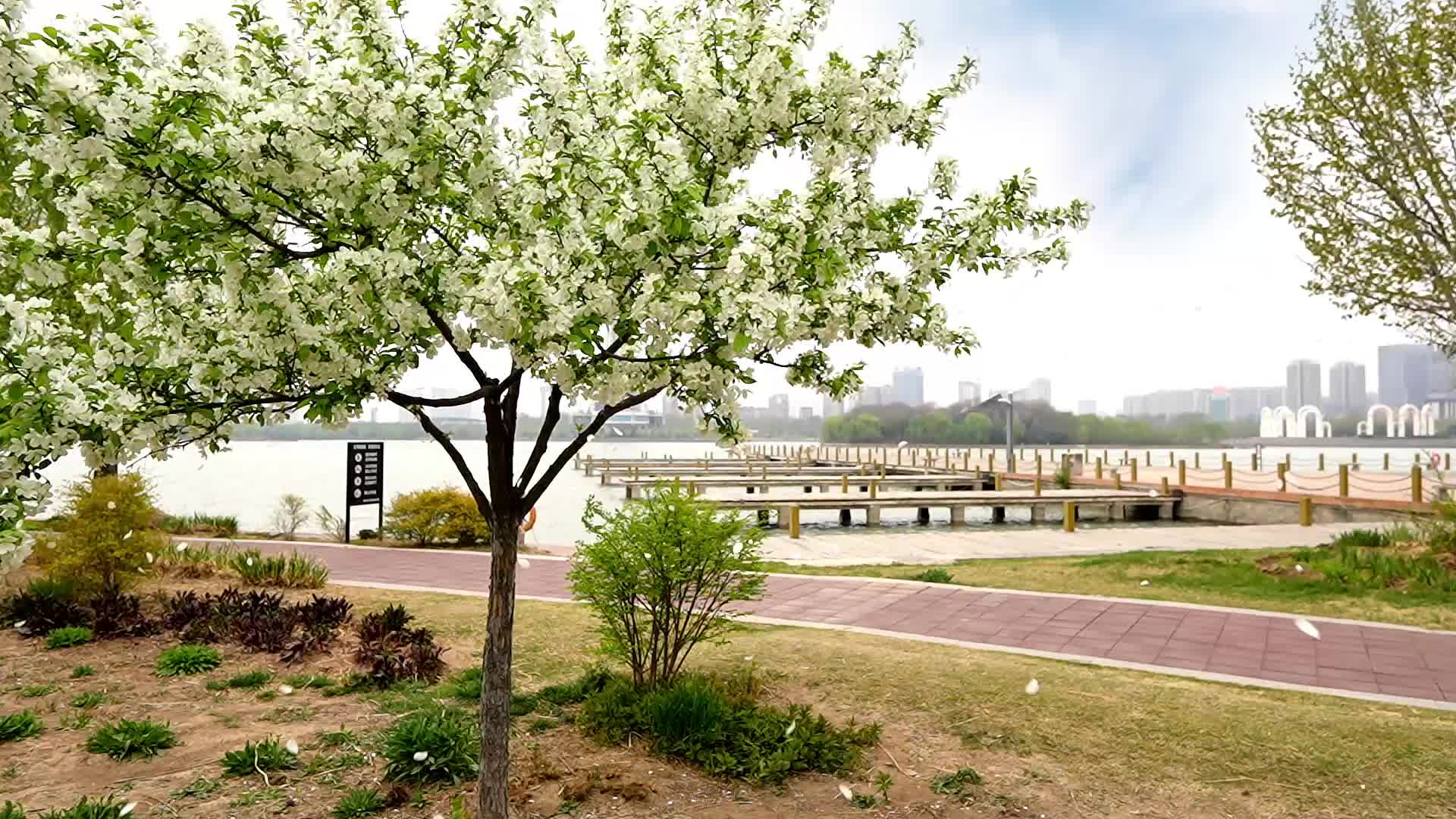 海棠花开飘落的花瓣视频的预览图