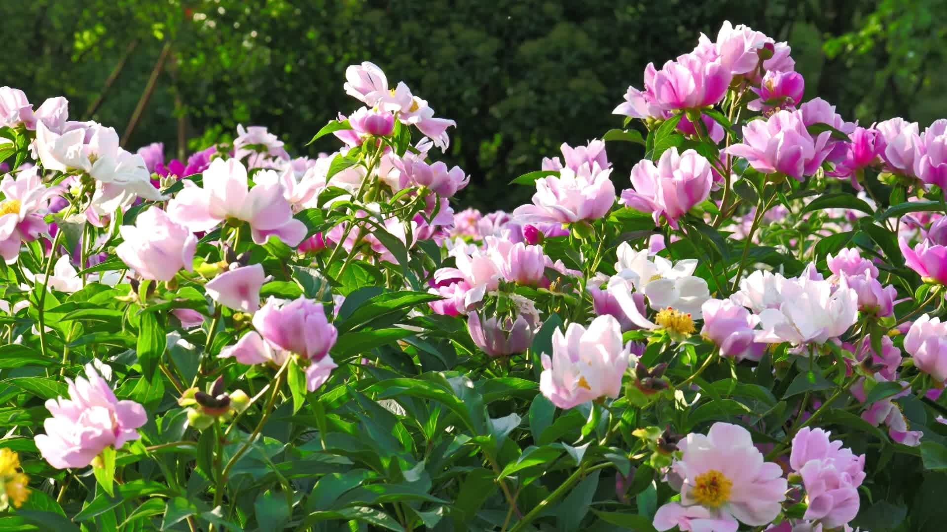 鲜艳的芍药花特写视频的预览图