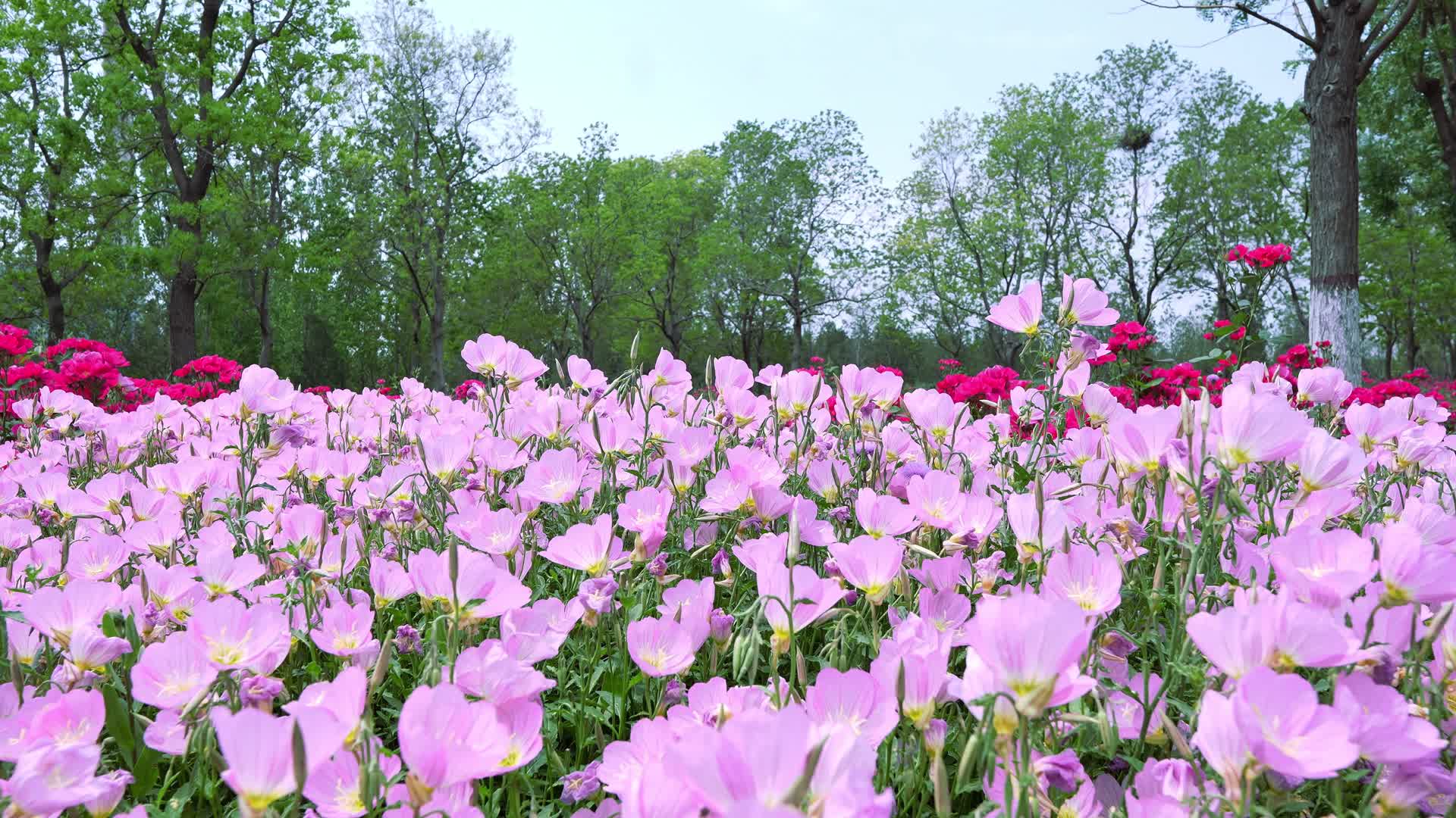 夏日小清新视频的预览图