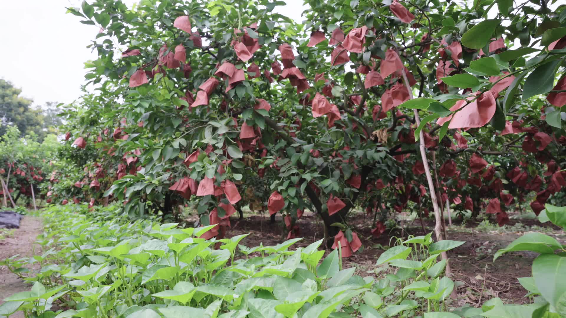 柠檬园柠檬果柠檬套带3视频的预览图