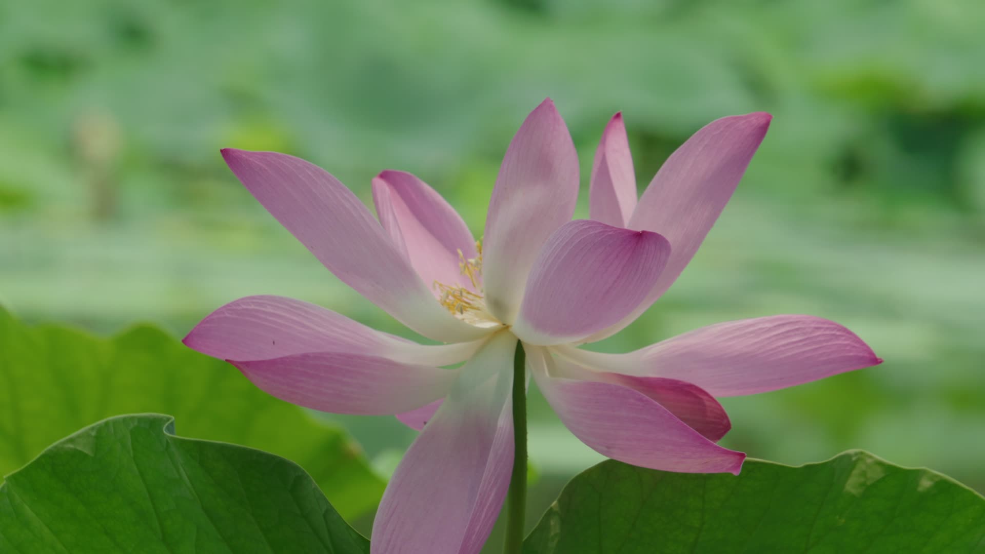 荷塘荷花荷叶视频的预览图