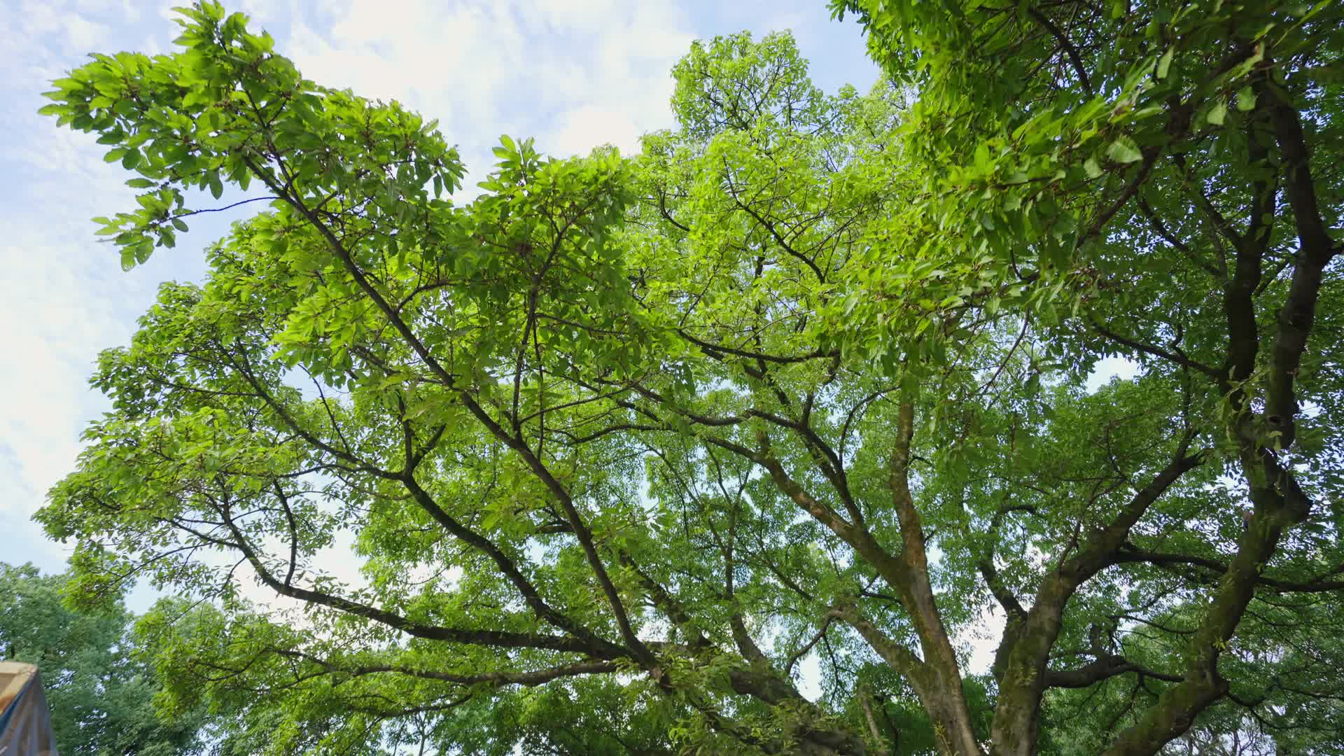 4K重庆市市树黄桷树稳定器拍摄视频的预览图