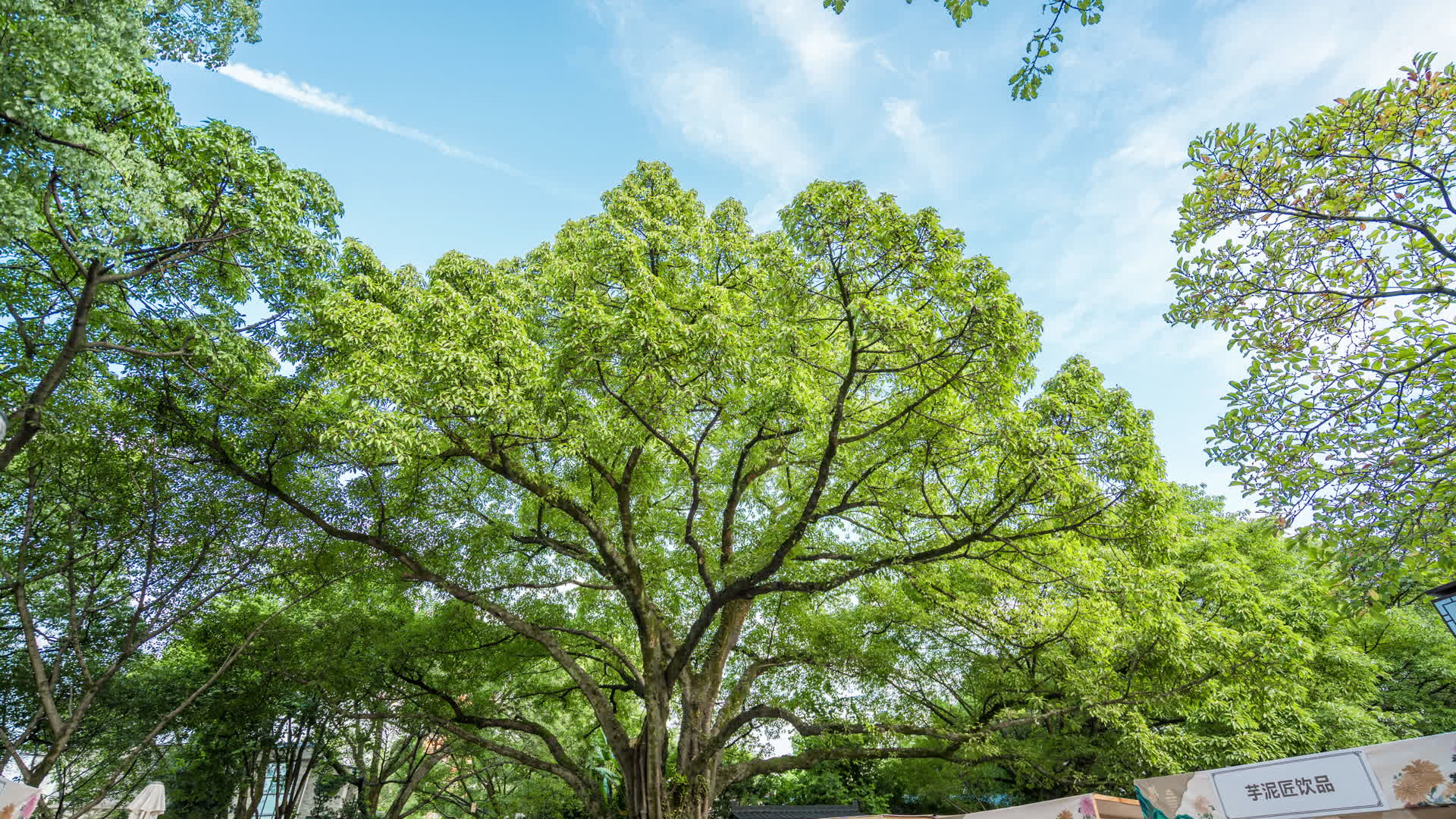8K黄桷树视频的预览图