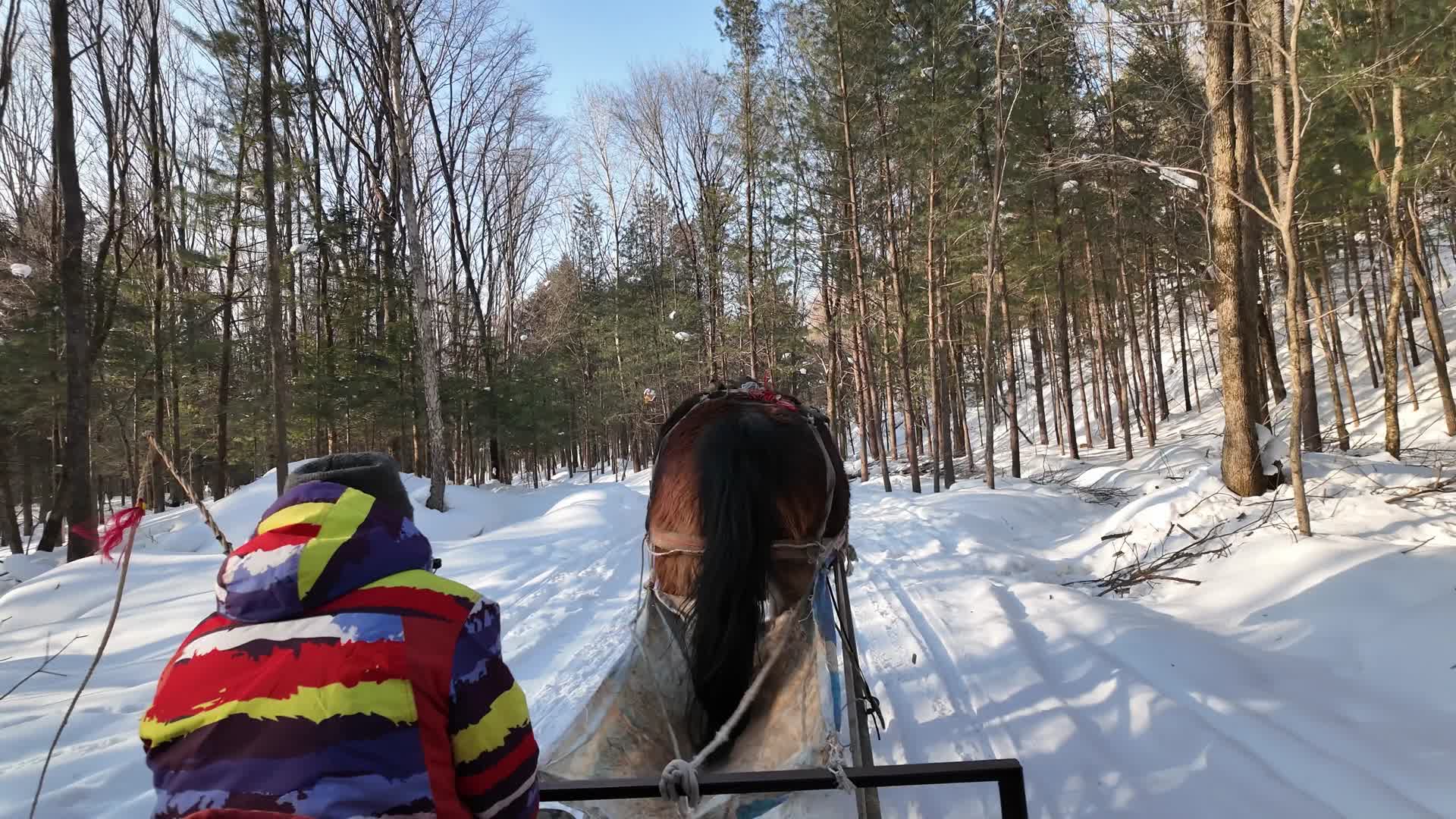马拉雪橇视频的预览图